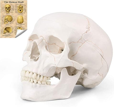 Human Skull Model
