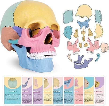 ArtCreativity Anatomical Skull Puzzle