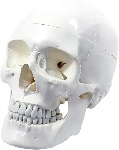 SKULLS
